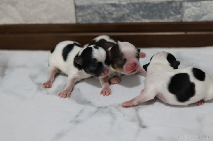 向田友美ブリーダーのブログ：牛柄兄弟