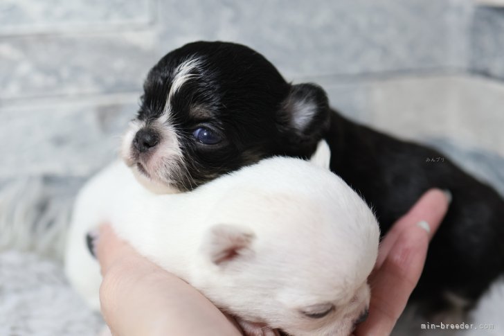 向田友美ブリーダーのブログ：ブッチbaby