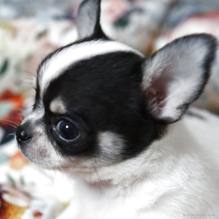 ブリーダー画像