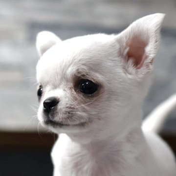 チワワ(スムース)【愛知県・女の子・2025年10月6日・クリーム】の写真「とっても美人で甘えん坊💕」