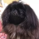 ペキニーズ