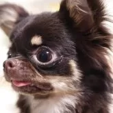 チワワ(ロング)【愛知県・女の子・2024年10月1日・チョコタン】の写真1「6/24現在1.6㌔で　小さな子です」