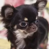チワワ(ロング)