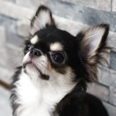 チワワ(ロング)