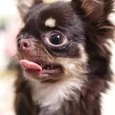 チワワ(ロング)【愛知県・女の子・2024年10月1日・チョコタン】の写真2