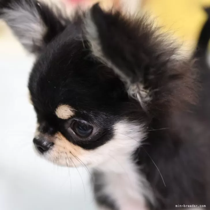 ID:2311-05291の子犬