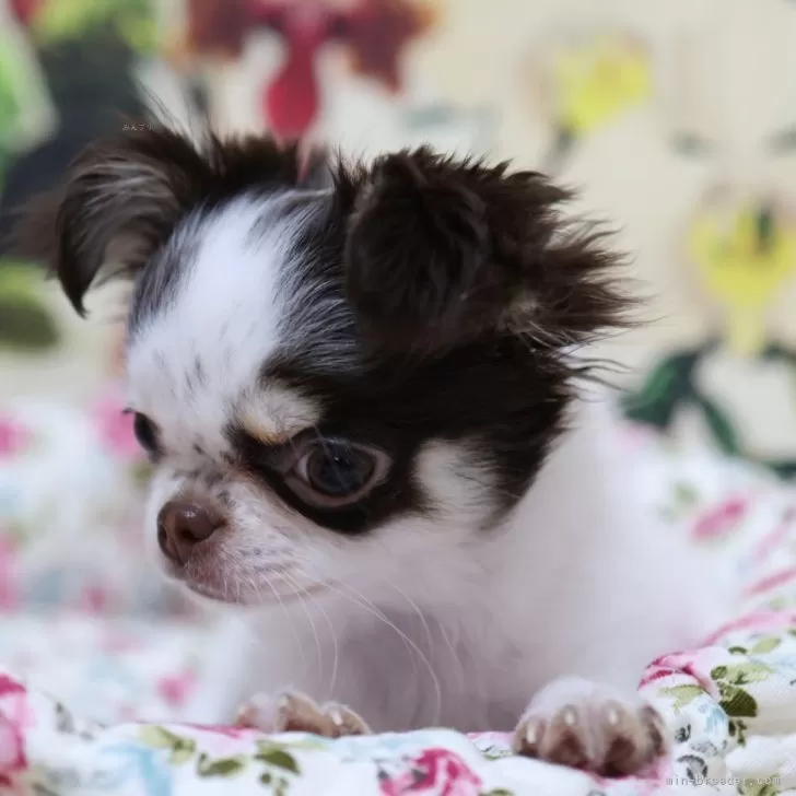 ステちゃん 様のお迎えした子犬