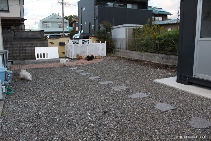 毎日、外での運動を心がけております。｜服部　徹(はっとり　とおる)ブリーダー(岐阜県・ペキニーズなど・JKC登録)の紹介写真1