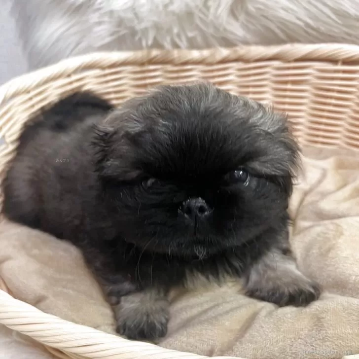 ID：2509-05468の子犬