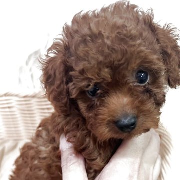 トイプードル(タイニー)【岐阜県・男の子・2025年5月23日・レッド】の写真「甘えん坊さん」