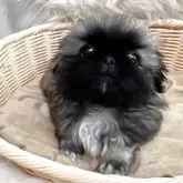 ペキニーズ