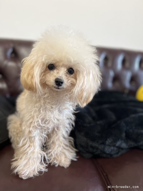木村　洋子(きむら　ようこ)ブリーダー(兵庫県・トイプードル・JKC登録)の紹介写真3