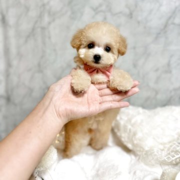 トイプードル(ティーカップ)【兵庫県・女の子・2025年7月2日・アプリコット】の写真「動画見てください♡」