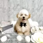 タイニープードル