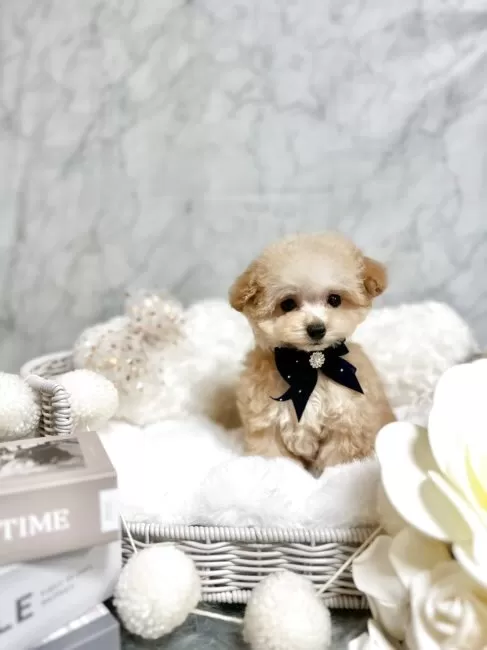 p*o様 ティーカッププードル ティーカッププードル【茨城県・女の子・2024年10月25日・レッド