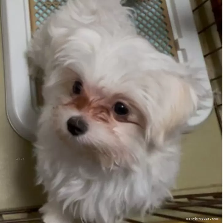 ID：2411-05917の子犬