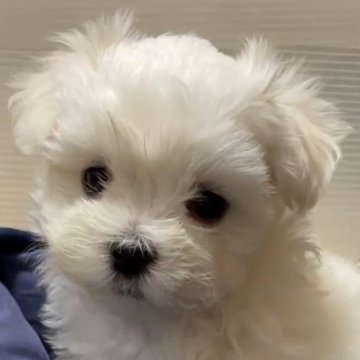 マルチーズ【新潟県・女の子・2024年10月18日・ホワイト】の写真「何にでも興味津々で活発で爆毛の女の子」