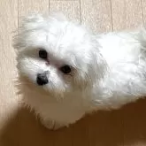 マルチーズ