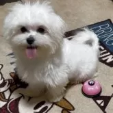 マルチーズ