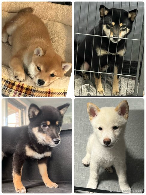 高橋　祐一郎(たかはし　ゆういちろう)ブリーダー(岡山県・柴犬・KCジャパン登録)の紹介写真7