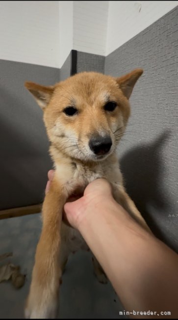 高橋祐一郎ブリーダーのブログ：オターさん　そろそろ出産予定です　可愛い豆ちゃんが生まれますよ
