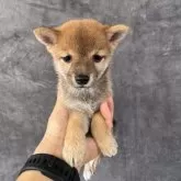 豆柴【岡山県・女の子・2025年7月12日・赤毛】の写真8