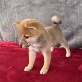 豆柴【岡山県・女の子・2025年7月12日・赤毛】の写真11