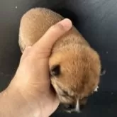 豆柴【岡山県・女の子・2025年10月15日・赤毛】の写真11