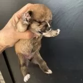 豆柴【岡山県・女の子・2025年10月15日・赤毛】の写真12