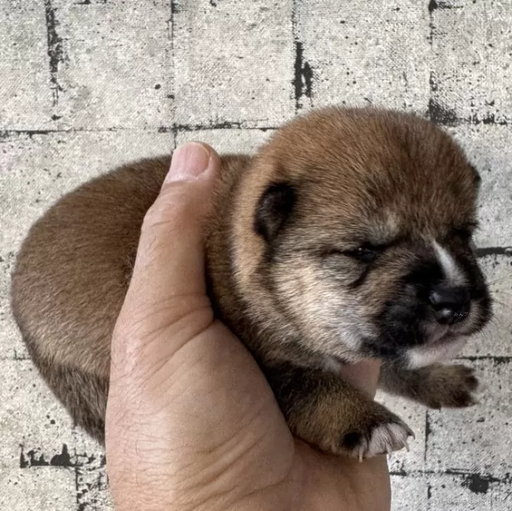 豆柴【岡山県・女の子・2025年10月15日・赤毛】の写真1「きれいに柄が入った豆柴ちゃんです。」