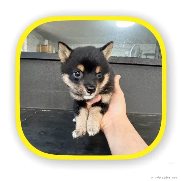 ID:2504-06698の子犬
