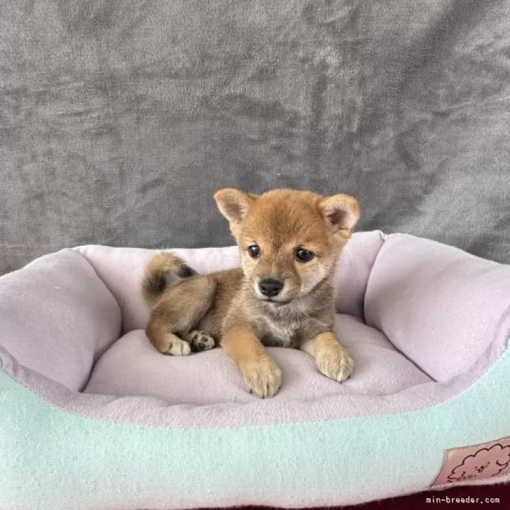 豆柴【岡山県・女の子・2025年7月12日・赤毛】の写真1「👺極小豆柴ですよ‼️成犬時の体重予想は4kgぐらいになりそうです♪♪♪」