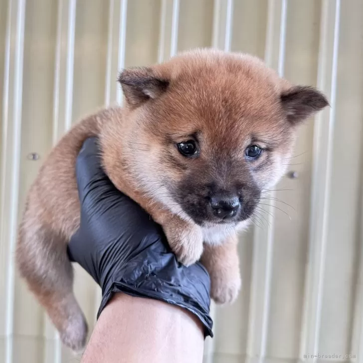 M.K 様のお迎えした子犬
