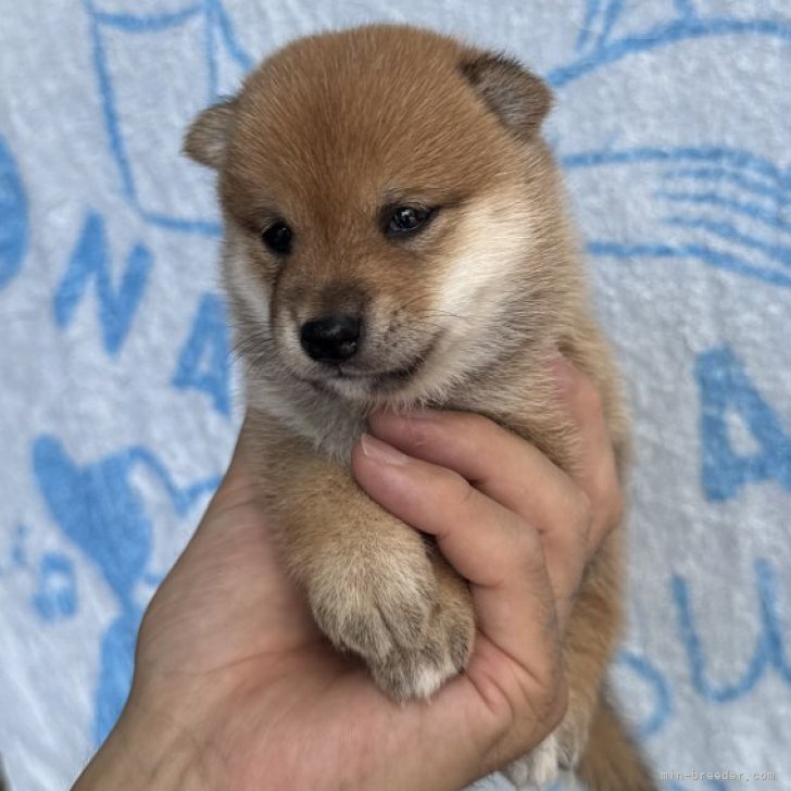 おしゃべりわんこ 豆柴ちゃん 3178580057f4a219ec24b81fa958ed