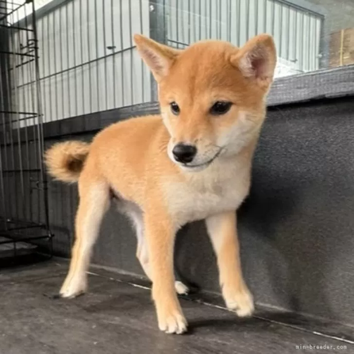 ID：2410-06587の子犬