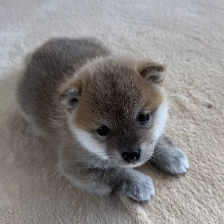 A.K 様のお迎えした子犬