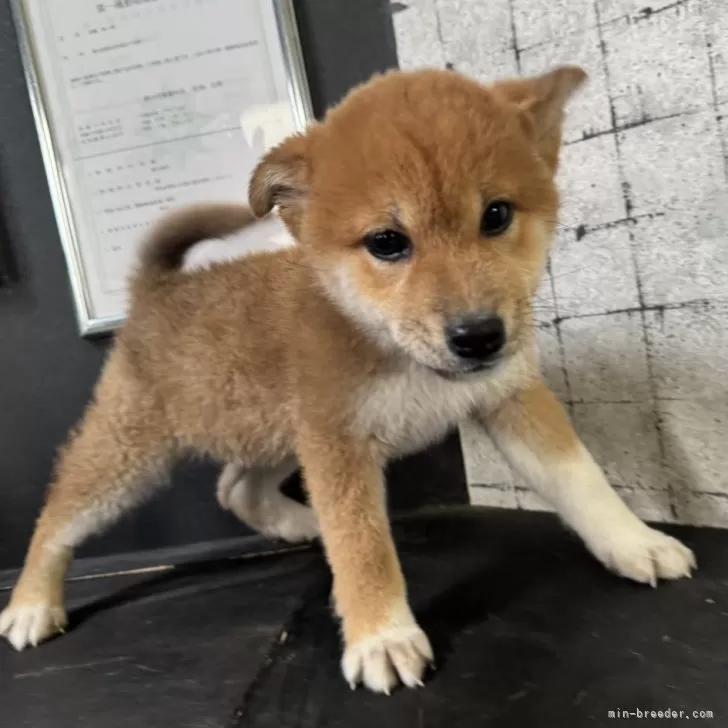 ID：2504-02412の子犬
