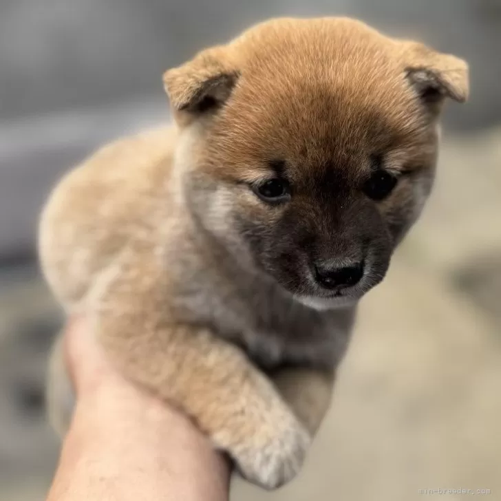 Y.O 様のお迎えした子犬