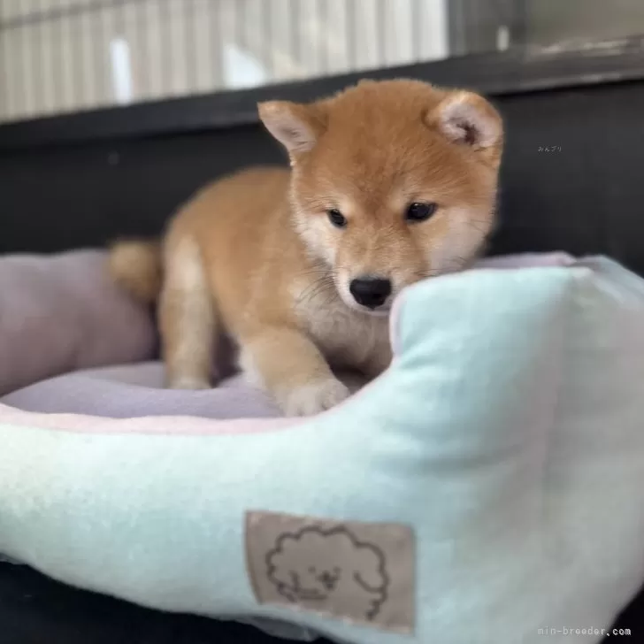 K.K 様のお迎えした子犬
