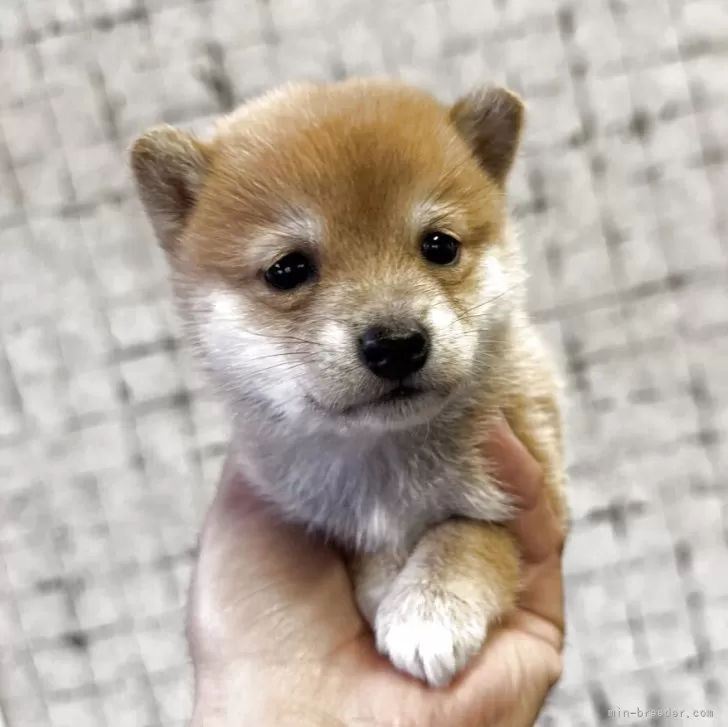 T.T 様のお迎えした子犬