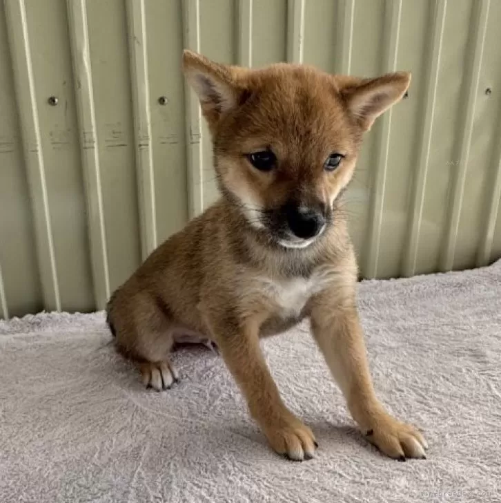 M.T 様のお迎えした子犬