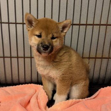 柴犬(豆柴)【岡山県・女の子・2025年9月6日・赤毛】の写真「🪭お茶目女子🪭可愛い💯プリプリ💓」