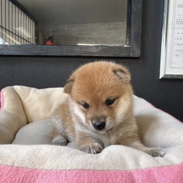 柴犬(豆柴)【岡山県・女の子・2025年6月14日・赤毛】の写真「🩷整った配色・綺麗な毛並みの赤豆柴ちゃんです‼️」