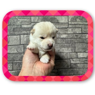 柴犬(豆柴)【岡山県・女の子・2025年1月20日・赤毛】の写真「可愛い白豆ちゃんです🩷　🐕三兄弟です🖐」