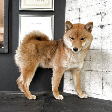 柴犬(豆柴)【岡山県・女の子・2024年8月28日・赤毛】の写真「🕵️小柄な赤毛ちゃん❤️ブサかわゆい‼️」