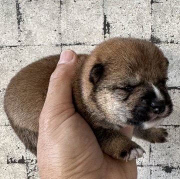 柴犬(豆柴)【岡山県・女の子・2025年10月15日・赤毛】の写真「🗿どこにいても目立つ🪭配柄がナイス👍です🎎」