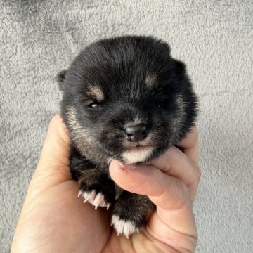 豆柴【岡山県・男の子・2025年11月15日・黒毛】の写真「👌黒毛の豆柴は如何ですか❓4.5kgママから誕生」