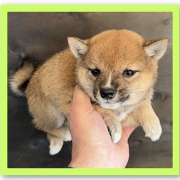 豆柴【岡山県・女の子・2025年10月15日・赤毛】の写真「🎄可愛い🩷女の子の豆柴🐾癒されますよ🌻」