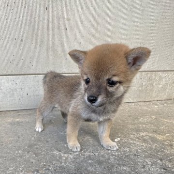 柴犬(豆柴)【岡山県・女の子・2025年7月18日・赤毛】の写真「胡麻毛のあずきちゃん🫘750gになりました❣️」