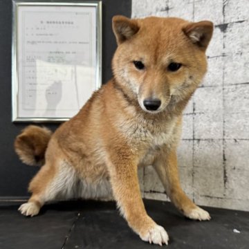 柴犬(豆柴)【岡山県・女の子・2024年7月13日・赤毛】の写真「小豆赤毛💜ちゃんです🐕可愛いですよ⁉️」